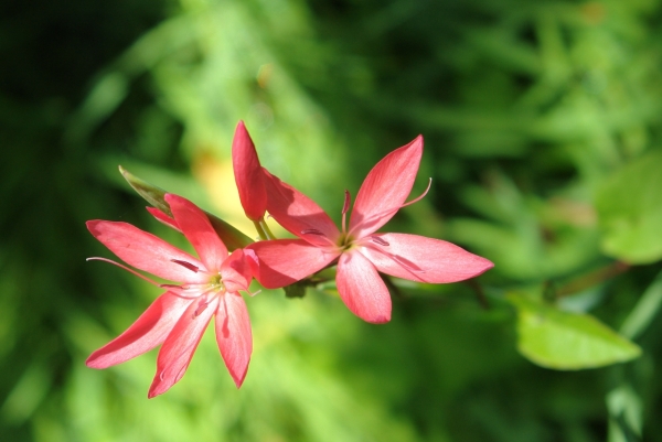 Scaled image DSC01068.JPG 