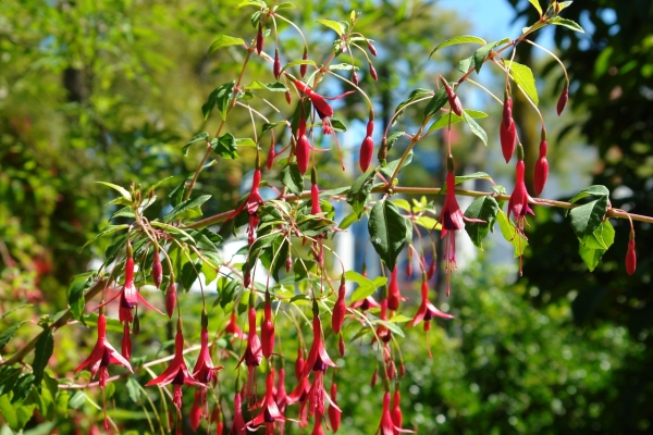 Scaled image DSC01084.JPG 