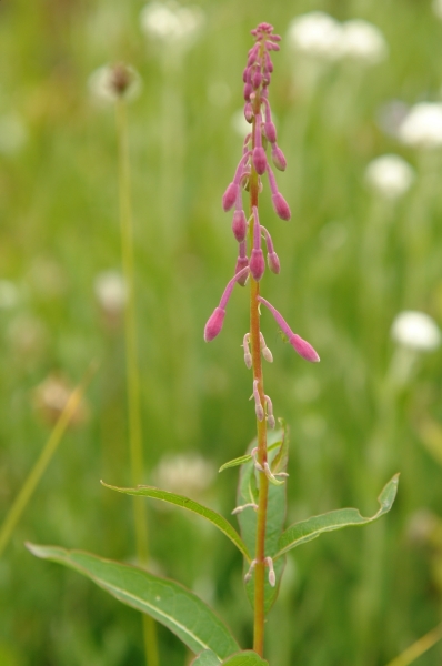 Scaled image DSC01118.JPG 