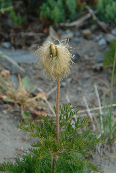 Scaled image DSC01207.JPG 