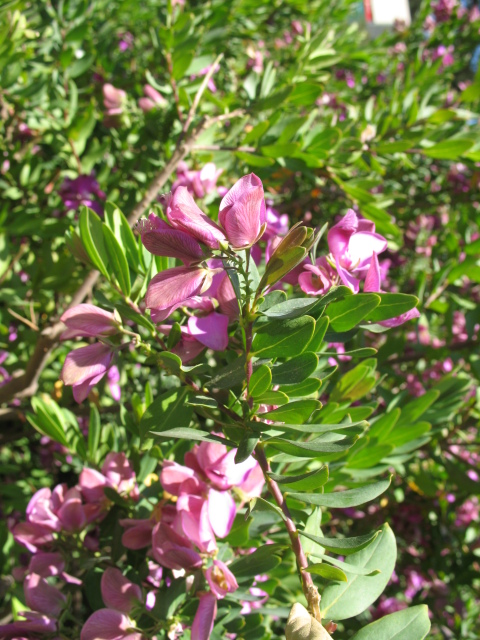 Diapositive IMG_0061.JPG 