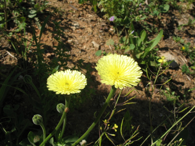 Diapositive IMG_0065.JPG 