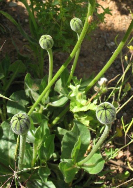 Diapositive IMG_0067.JPG 