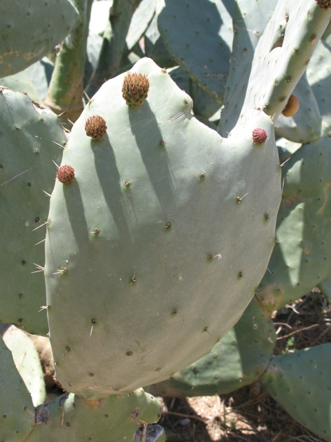 Diapositive IMG_0090.JPG 