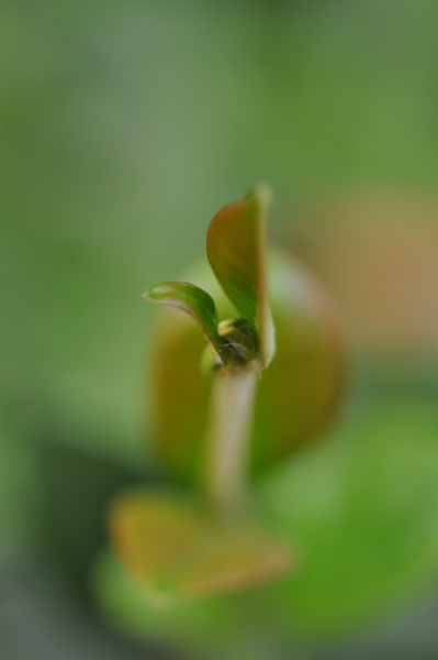 Scaled image dsc_2131.jpg 