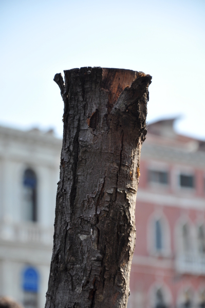 Scaled image dsc_2298.jpg 