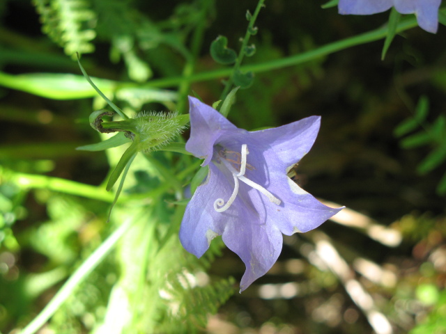 Diapositive img_0066.jpg 