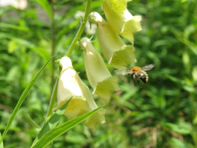 Diapositive img_0100_1.jpg 