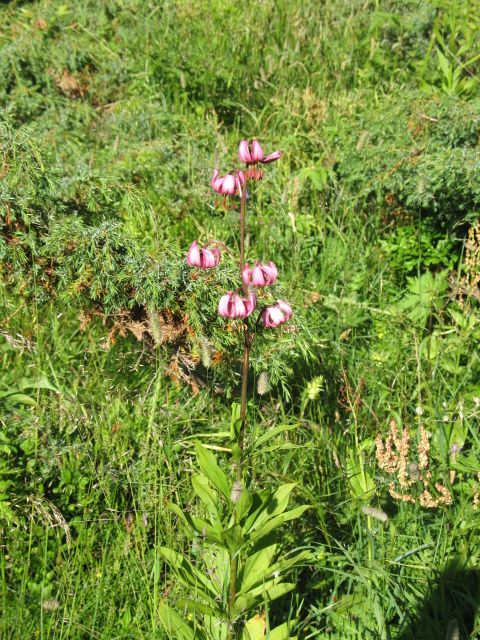 Diapositive img_0140.jpg 