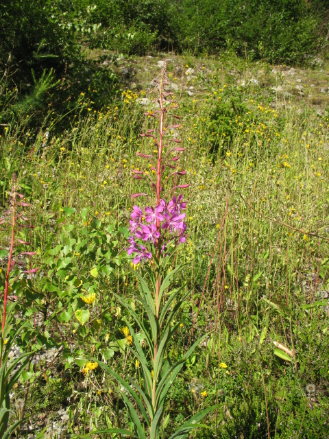 Diapositive img_0153.jpg 