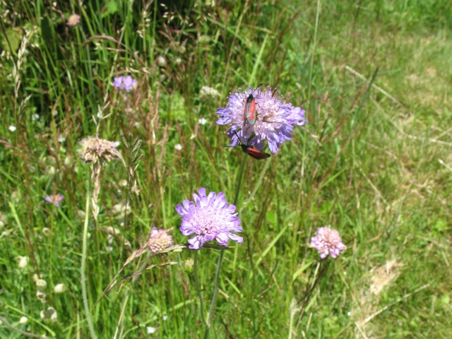 Diapositive img_0189.jpg 