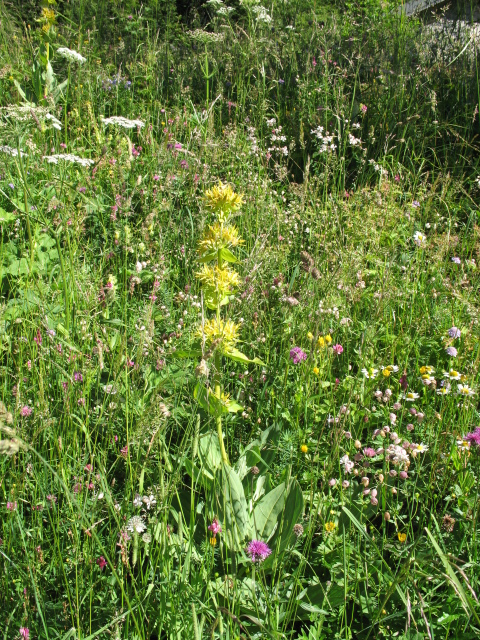 Diapositive img_0352.jpg 