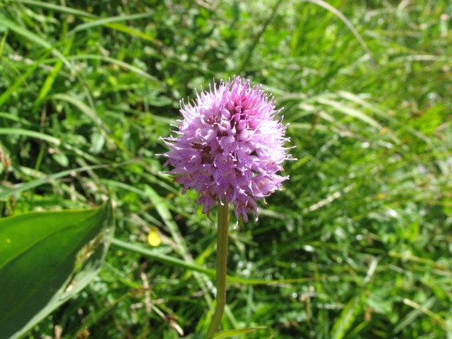 Diapositive img_0365.jpg 