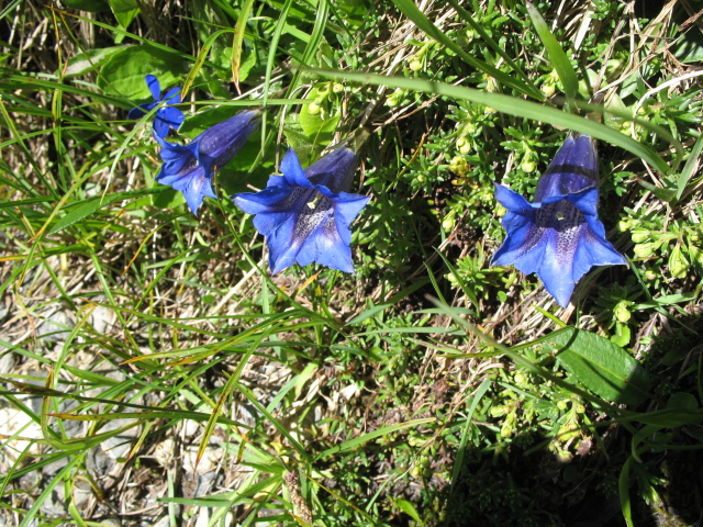 Diapositive img_0394.jpg 