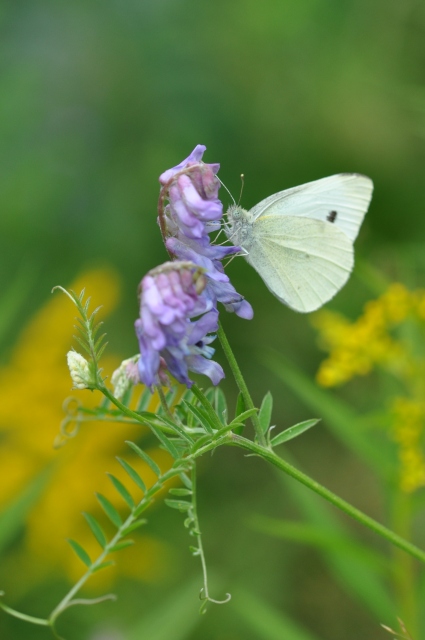 Diapositive 5_DSC_0159.JPG 