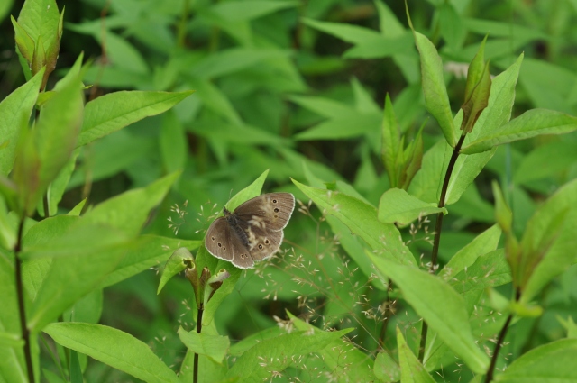 Diapositive 5_DSC_0171.JPG 