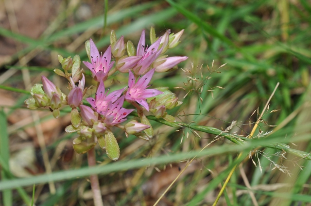 Diapositive 5_DSC_0207.JPG 