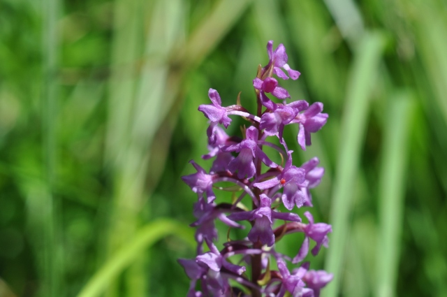 Diapositive 5_DSC_0371.JPG 