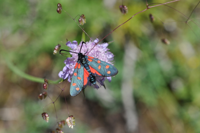 Diapositive 5_DSC_0395.JPG 