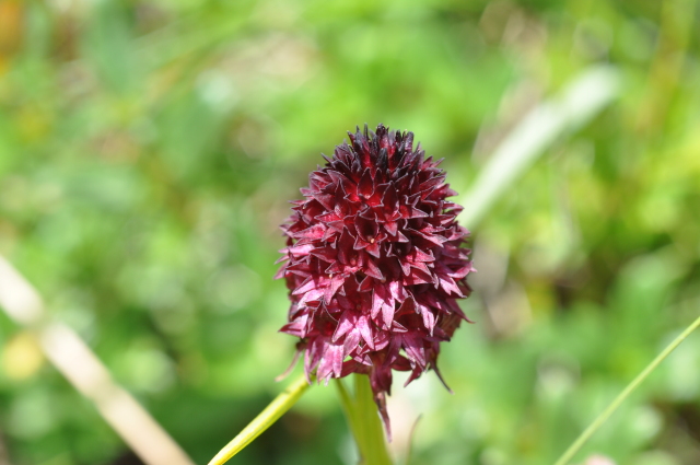 Diapositive 5_DSC_0478.JPG 