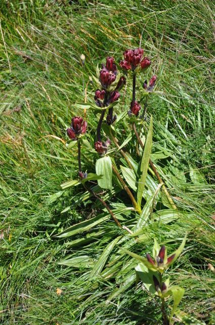 Diapositive 5_DSC_0628.JPG 