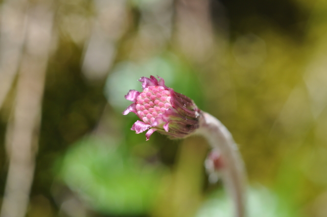 Diapositive 3_DSC_0778.JPG 