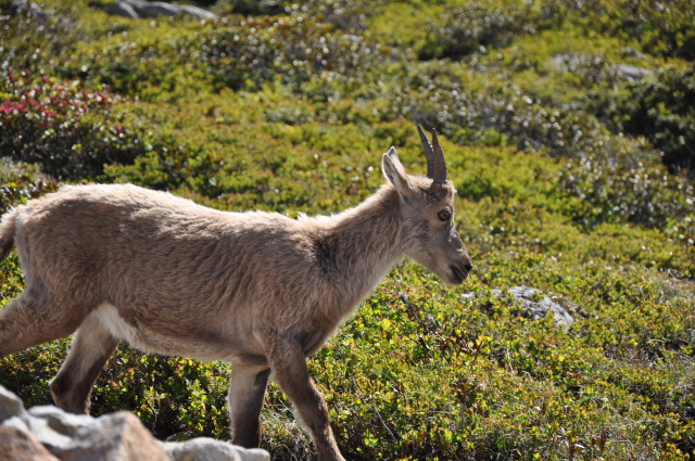 Diapositive 3_DSC_0846.JPG 