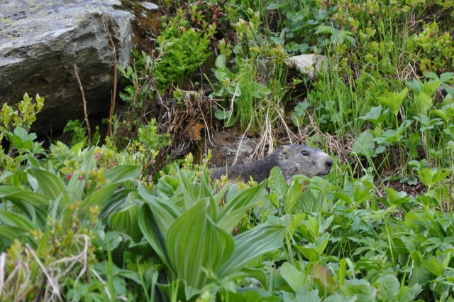 Diapositive 3_DSC_0859.JPG 