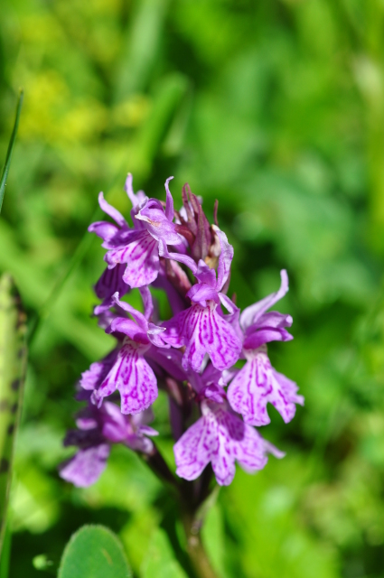 Diapositive 3_DSC_0910.JPG 