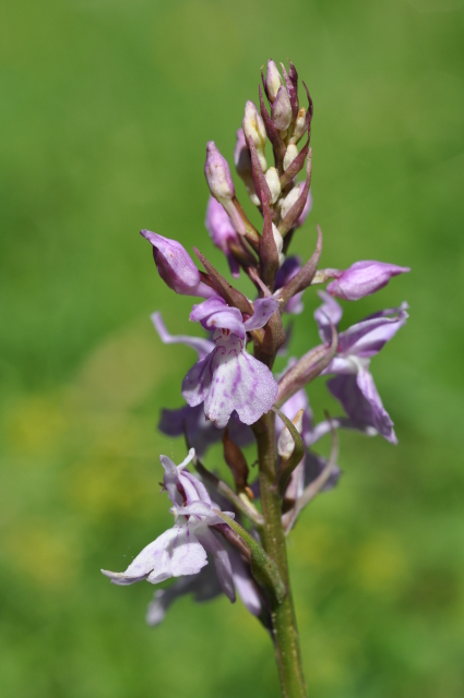 Diapositive 3_DSC_0913.JPG 