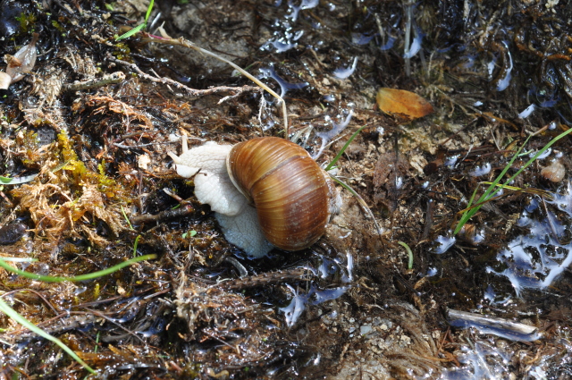 Diapositive 3_DSC_0919.JPG 