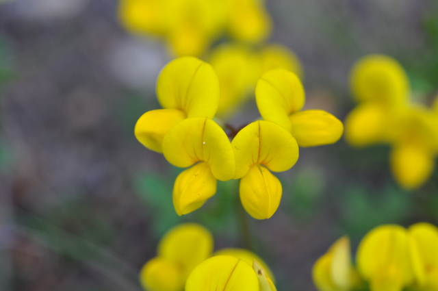 Diapositive 3_DSC_0932.JPG 