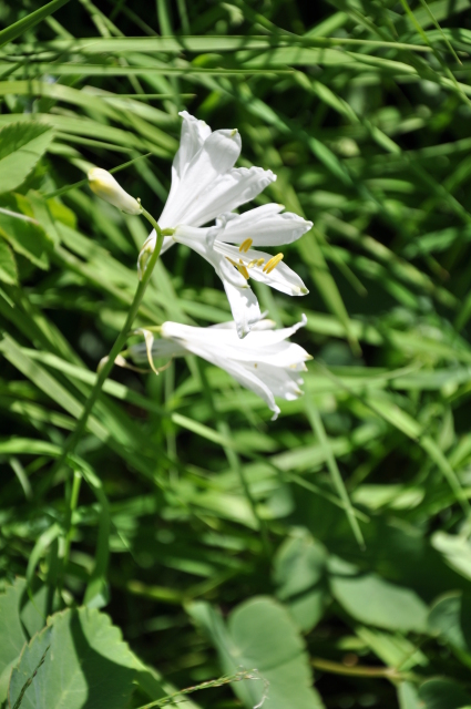 Diapositive 3_DSC_0943.JPG 