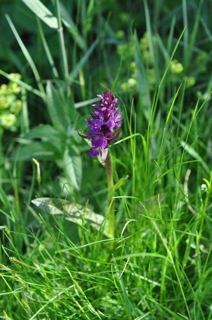 Diapositive 3_DSC_0951.JPG 