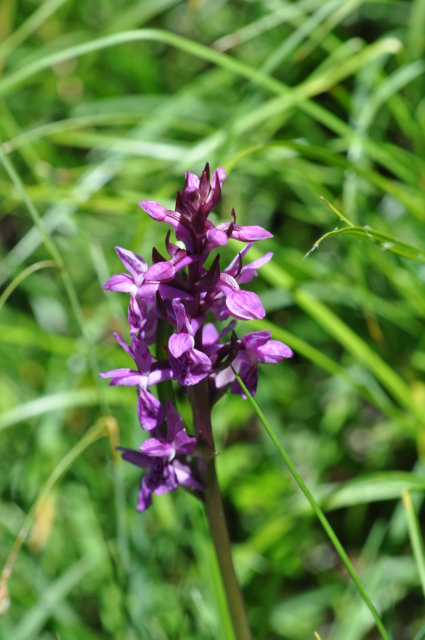 Diapositive 3_DSC_0972.JPG 