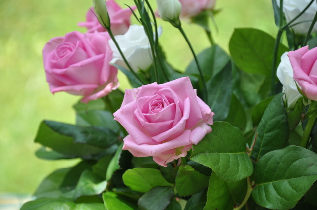 Diapositive 2_dsc_0134.jpg 