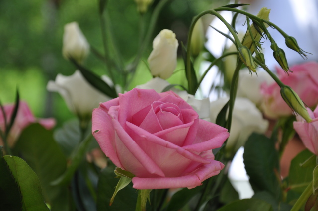 Diapositive 2_dsc_0170.jpg 