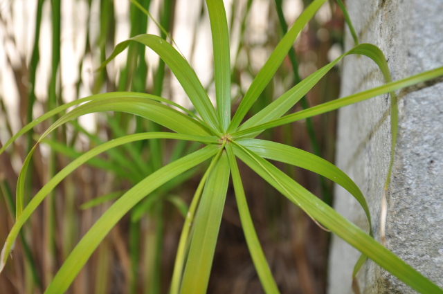 Diapositive 2_dsc_0174.jpg 