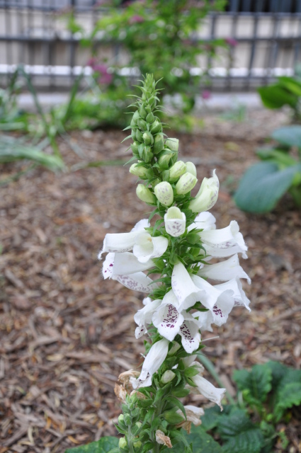 Diapositive 3_DSC_0264.JPG 