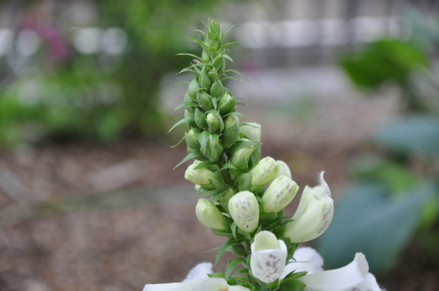 Diapositive 3_DSC_0265.JPG 