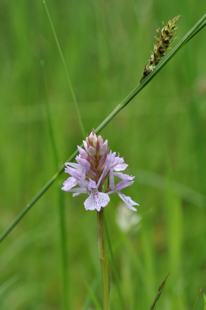 Diapositive 3_DSC_0614.JPG 