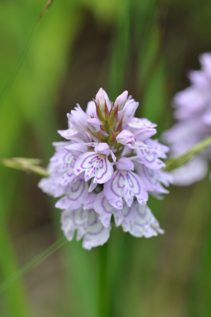 Diapositive 3_DSC_0622.JPG 