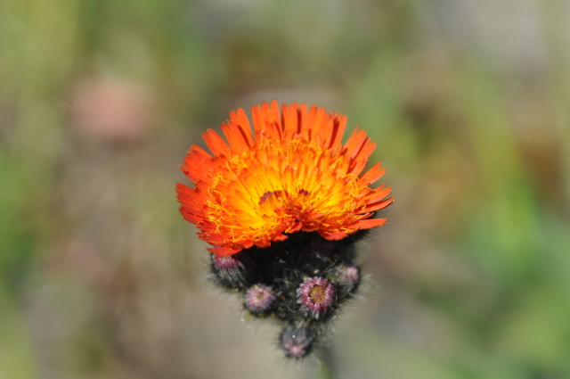 Diapositive 3_DSC_0681.JPG 