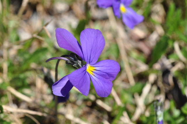 Diapositive 3_DSC_0771.JPG 