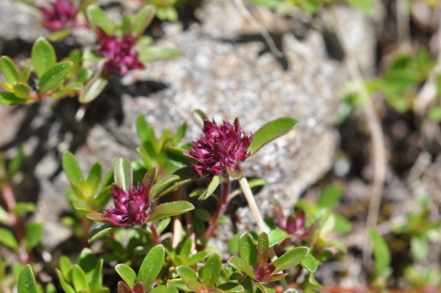 Diapositive 3_DSC_0786.JPG 