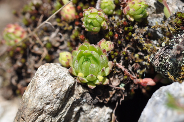 Diapositive 3_DSC_0787.JPG 