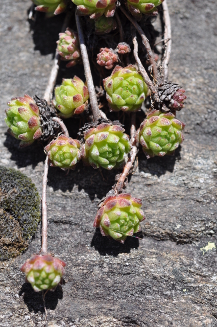 Diapositive 3_DSC_0788.JPG 