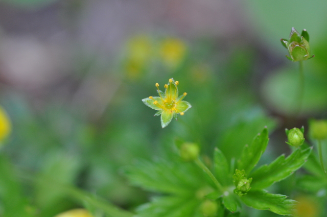 Diapositive 3_DSC_0930.JPG 