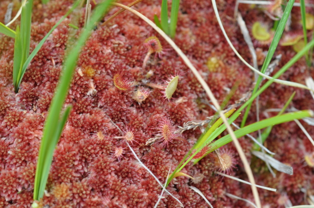 Diapositive 3_DSC_1222.JPG 