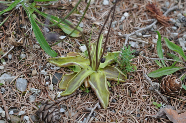 Diapositive 3_DSC_1228.JPG 